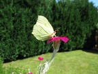 Zitronenfalter
