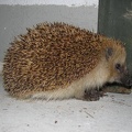 ein Igel zu Besuch