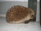 ein Igel zu Besuch
