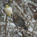 Amsel am Meisenknödel