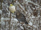 Amsel am Meisenknödel