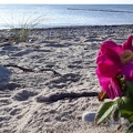 Am Strand von Dranske / Rügen