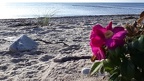 Am Strand von Dranske / Rügen